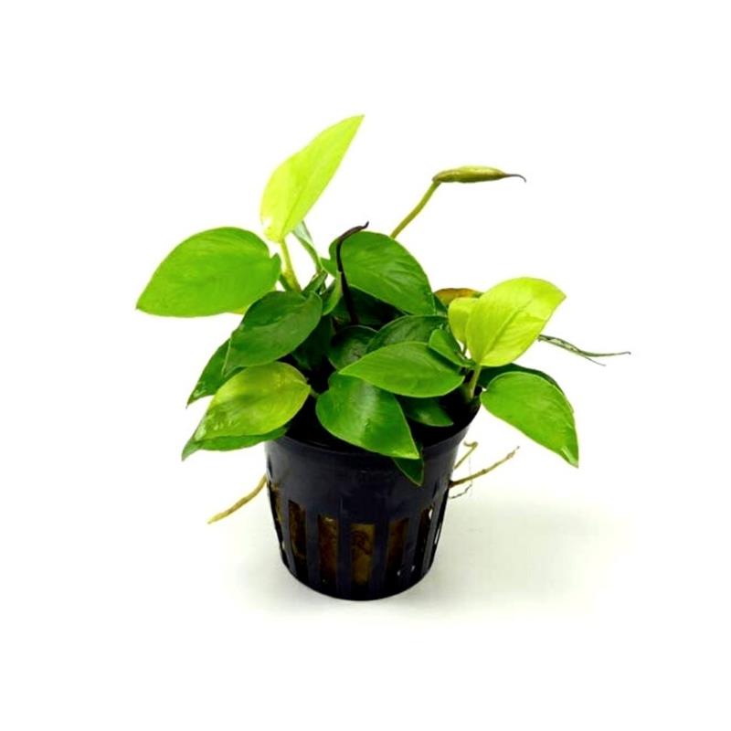 Planta acvariu Stoffels Anubias Nana Yellow Heart - imagine 4